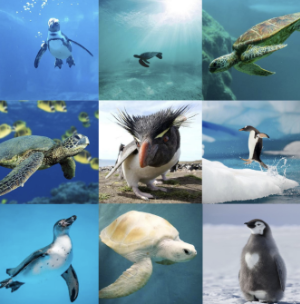 9 different images of sea creatures, such as turtles and penguins