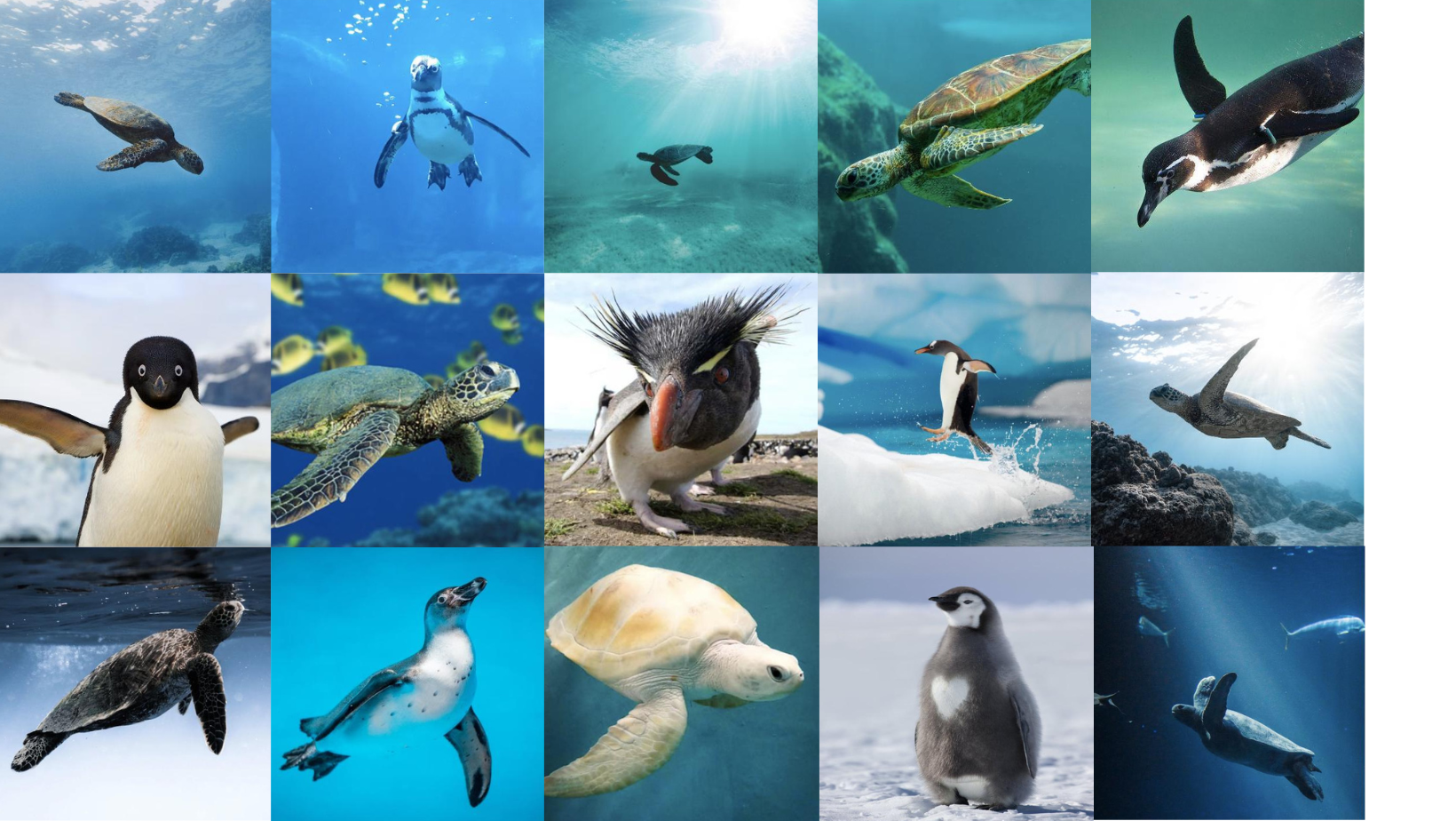 Example images from the penguin+turtles dataset