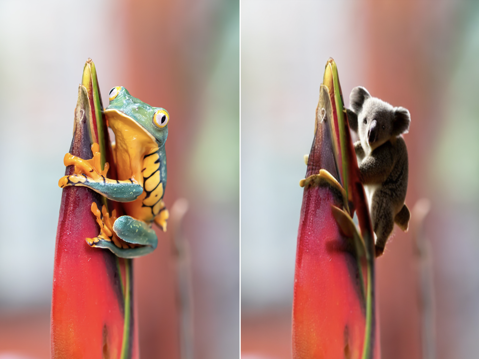 Two side-by-side images. The lefthand image is the original image of a frog clinging to a tropical-colored flower with a bright, blurry background. The image on the right is the same image, only the frog has been replaced by an AI-generated koala bear. Image made with with SAM + Stable Diffusion.