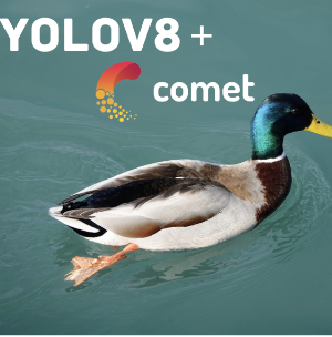 YOLOv8 + Comet logos with an image of a duck