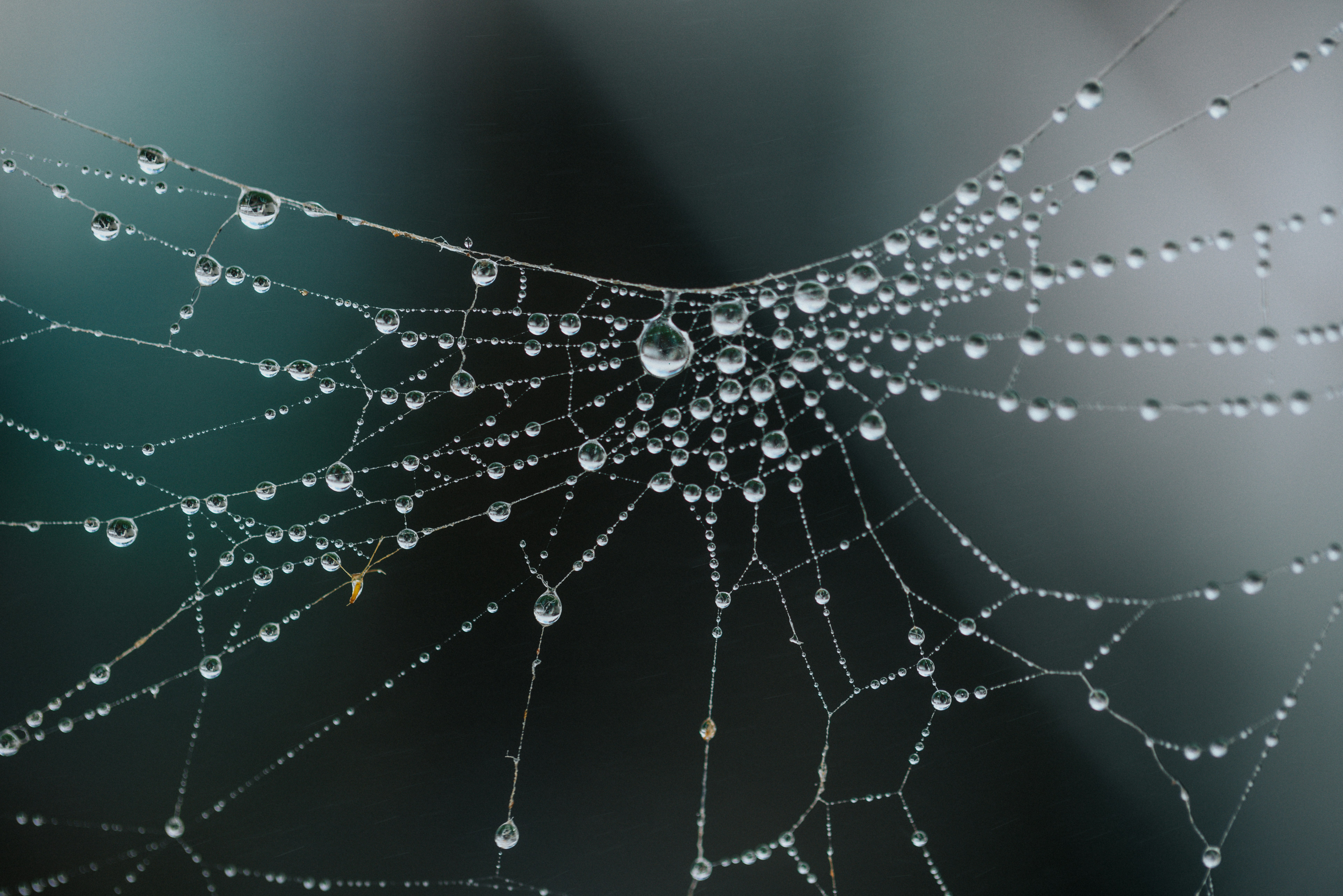 spiderweb with water droplets